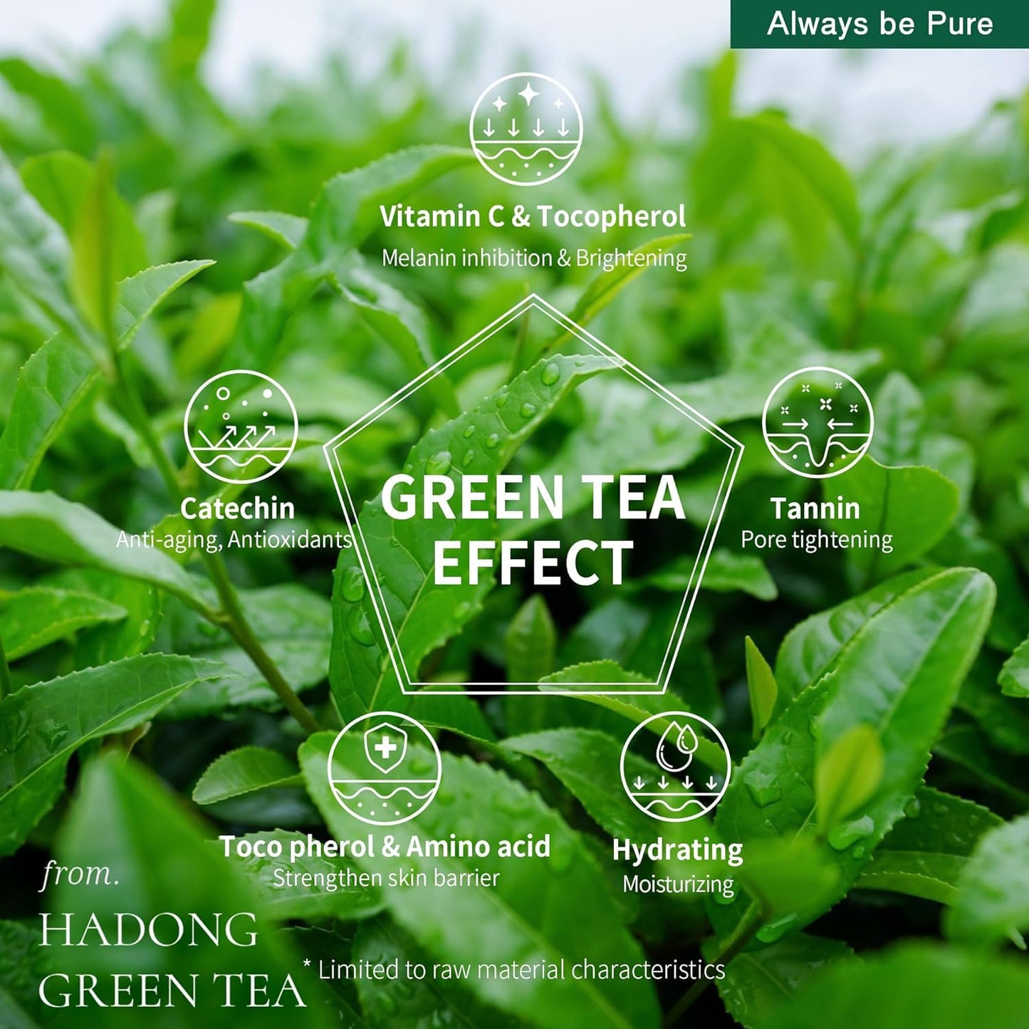 Green Tea Sleeping Mask 75ml – Rich Moisture Night Mask, Hypoallergenic, Calms Redness, Deep Hydration for Sensitive Skin, Non-Sticky Korean Skincare